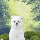 아멜리몽 이미지