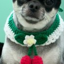 해피애견 미용실 이미지