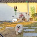 중앙로2L | [합천숙소/합천독채] 대구근교 애견동반숙소 대구근교 독채숙소 합천 소담채