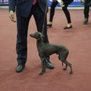 보성이탈리안그레이하운드 이미지