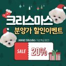 댕댕이 커트방 이미지