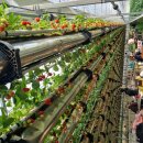 연동농장 | [딸기체험 후기] 하나농원 딸기따기부터 딸기잼 만들기까지 가족여행 꿀팁 총정리