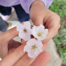 이목리 야구장 | 문경노지차박 문경야구장 벚꽃캠핑