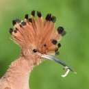 African hoopoe 이미지