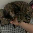 몽글그루밍 이미지