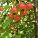 고향농장 이미지