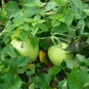 길복농장 이미지