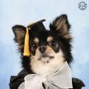스튜디오 쉽독 | 인천 반려동물 사진관 YEAR BOOK 패키지 촬영 후기🐶