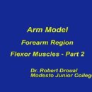 전완의 심층부 굴곡근 2(forearm region flexor muscles - part 2) 동영상 이미지