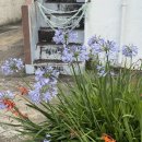 15. 멘고멘고