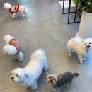 365동판교동물병원 이미지