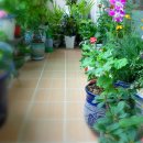 각하농장 이미지