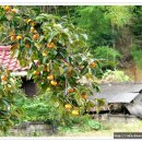 감나무집할머니 이미지