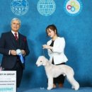 101 애견미용 이미지