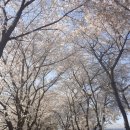 창룡문 | 수원 벚꽃 명소 추천 황구지천 개화상태 실시간 벚꽃현황 , 창룡문 비추 후기