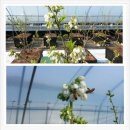 푸르매농장 이미지