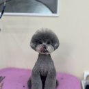 몽실몽실살롱 이미지