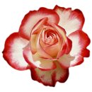 야훼이레 이미지