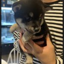 드림독 강아지분양 안심분양센터 김포점 이미지