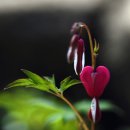 금낭화타운 이미지