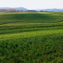 청보리 농장 이미지