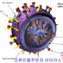 조류독감, 인간대 인? 전염 가능성 있다.. 이미지