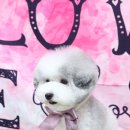 레몬이네 그루밍샵 이미지