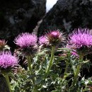 【한국특산식물】 22. 바늘엉겅퀴, (Cirsium rhinoceros (H. Lev. &amp; Vaniot) Nakai) 이미지