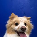 지금여기서행복하개 이미지