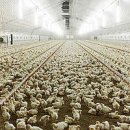 우림축산농장 이미지