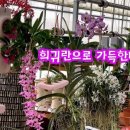 드림난원