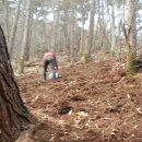 사니조아 이미지