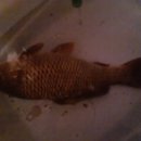 화봉소류지 이미지