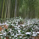 섬진강대나무숲길 이미지