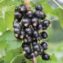 블랙 커런트(Black currant)품종과 특성 이미지