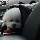 쉬오트애견풀빌라 이미지