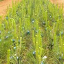 보광농원 이미지