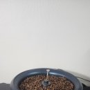 제이씨카페 | 집에서 로스팅까지 되는 커피생활 제이씨컴퍼니 제이닷로스터 사용 후기