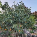 대봉약수터 이미지