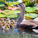 낙동강관리본부 대저생태공원 1 이미지