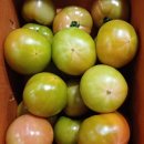 반딧불청과 이미지