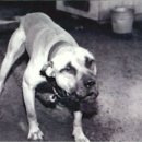 크린챔프 이미지