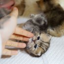 강남 고양이 분양 냥블리 이미지