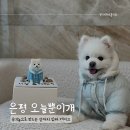 오늘뿐이개 이미지