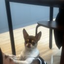 양평애견호텔 | 양평 애견호텔 포레아 펜션 재방문 후기｜강아지 산책로 좋은 숙소, 바베큐·조식까지 만족