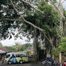 동부 | 발리 인생샷 동부 투어 후기 - 렘푸양 사원(천국의 문), 뜨리따 강가, 커피농장, 뜨갈랄랑, 폭포