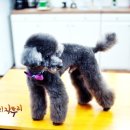 하이펫 애견샵 이미지