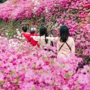 대전꽃동산