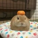 꿀꿀PC | 【마시멜로 이야기】