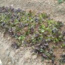 예진농장 이미지